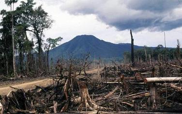 Deforestation in PNG.