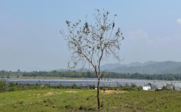 Photo of solar power panels in field in Assam. Credit: Indigenous Rights Monitor