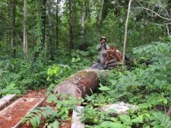 Cambodian logging