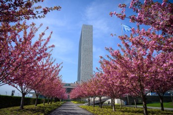 Cherry blossoms in bloom in front of the UN headquarters building in New York. Credit: UN Photo/Loey Felipe