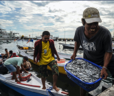 Photo of migrant workers unloading fishing catches