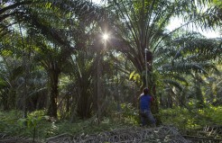 A Malaysian worker harvests palm fruits from a plantation in peninsular Malaysia. (AP Photo/Gemunu Amarasinghe)