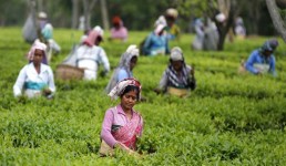 Representational tea workers image. Credit: Financial Express
