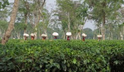 Photo of tea workers in Bangladesh