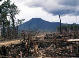 Photo of deforestation in Papau New Guinea. Credit: Isidor Kaupun