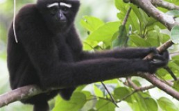 Hoolock gibbon. Credit:  Kaziranga National Park website