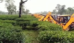 On Wednesday evening, 144 CrPC was imposed in Daloo Tea Estate in Cachar. At around 5am on Thursday, the excavators started uprooting tea bushes. Credit: ANI